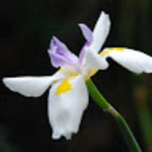 Meet your Posher, Jeanne